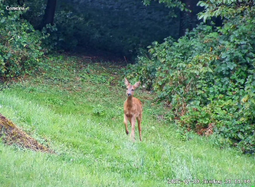 Rehe in der Dämmerung
